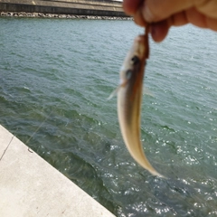 キスの釣果
