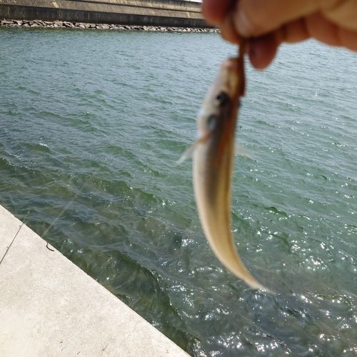 キスの釣果