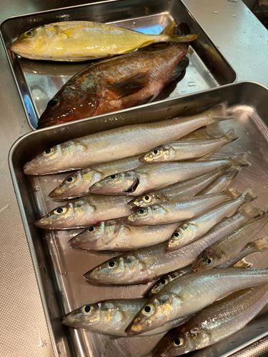 釣果