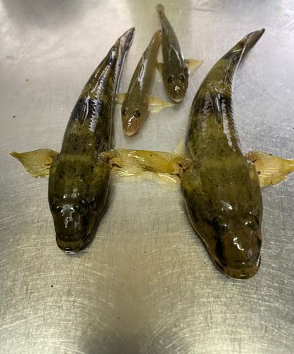 ハゼの釣果