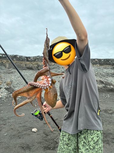マダコの釣果