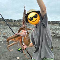 マダコ