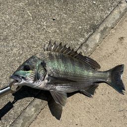クロダイ