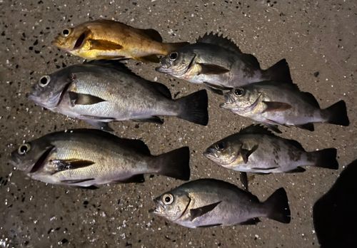 メバルの釣果