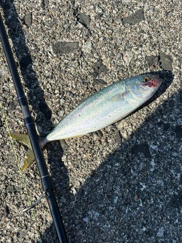 ワカシの釣果