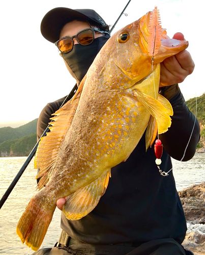 アオハタの釣果