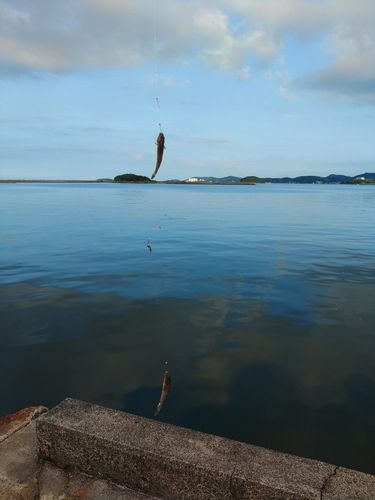 ハゼの釣果