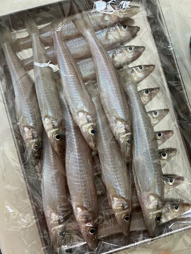 キスの釣果