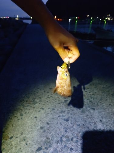 キジハタの釣果