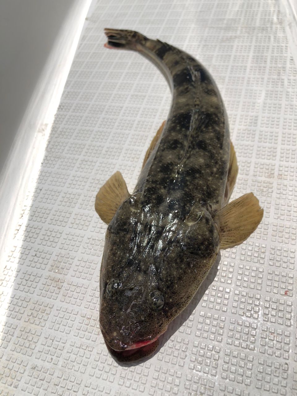 マゴチ