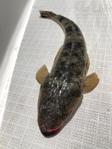 マゴチの釣果