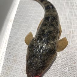 マゴチ