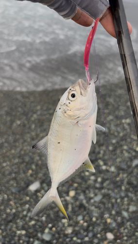 ロウニンアジの釣果