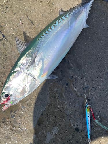 ソウダガツオの釣果