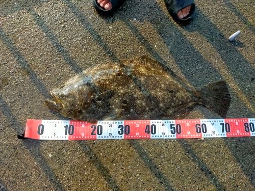 ヒラメの釣果