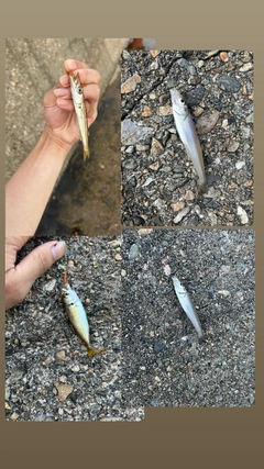 キスの釣果