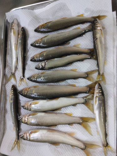 アユの釣果