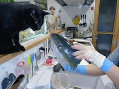 ブリの釣果