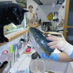 ブリ