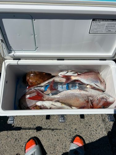 タイの釣果