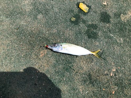 イサキの釣果