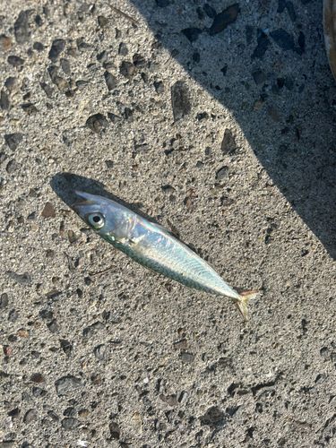 サバの釣果