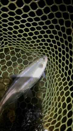 ヒメマスの釣果