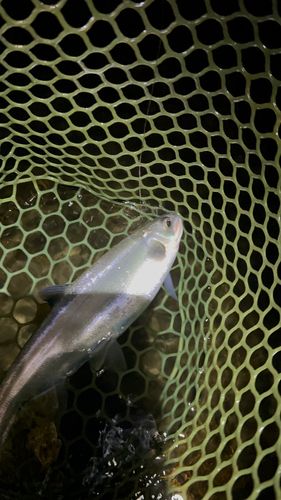 ヒメマスの釣果