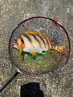 タカノハダイの釣果