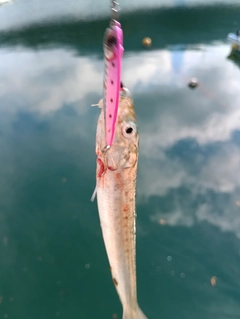 イワシの釣果
