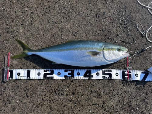 ハマチの釣果