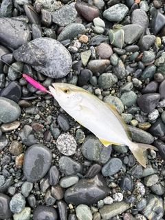 ショゴの釣果
