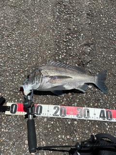 クロダイの釣果