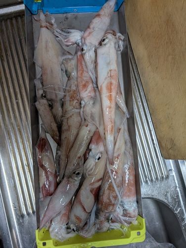 ケンサキイカの釣果