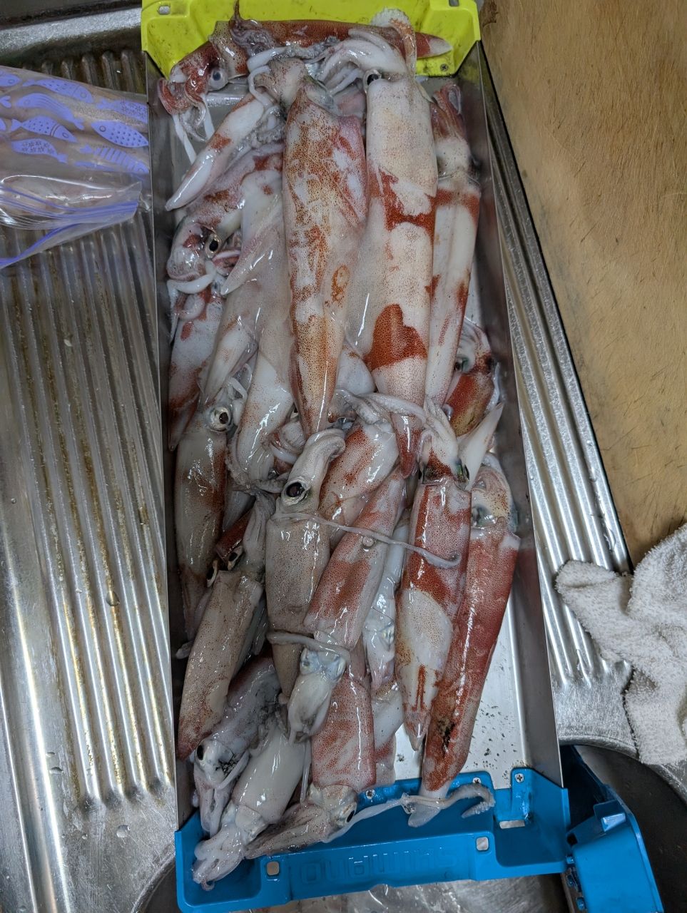 KODAMA-Gさんの釣果 2枚目の画像