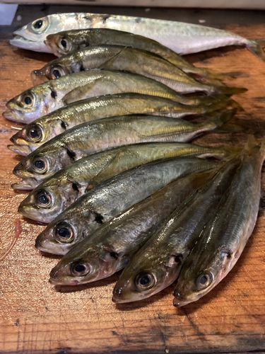 アジの釣果