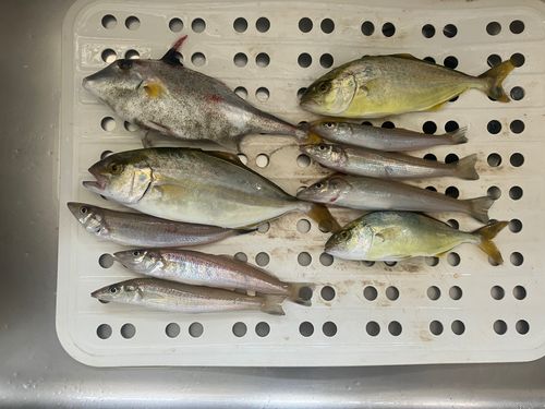 キスの釣果