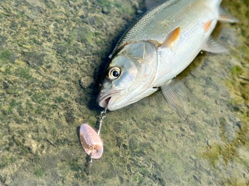 ウグイの釣果