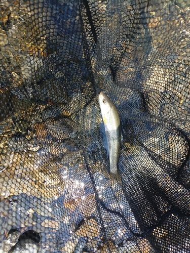 ウグイの釣果