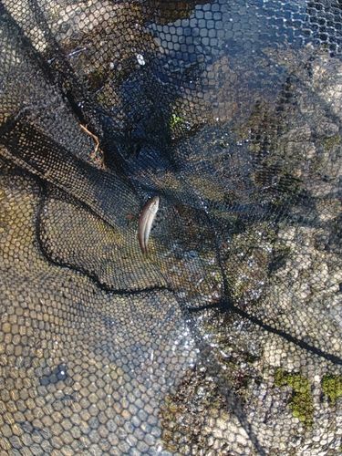 カワムツの釣果