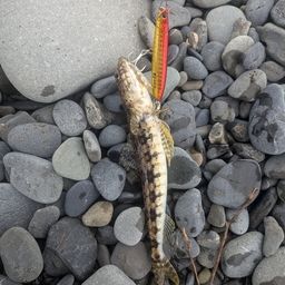 ヒトスジエソ