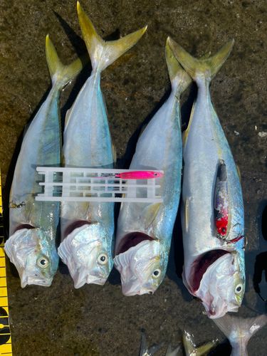 ワカシの釣果