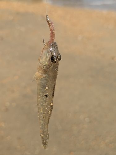 ハゼの釣果