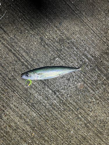 サバの釣果