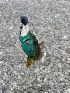 ハゼの釣果