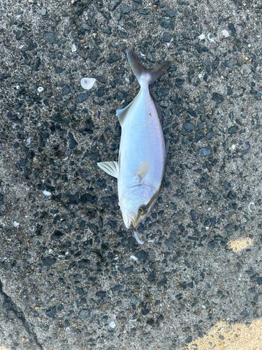 ショゴの釣果