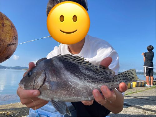 コショウダイの釣果