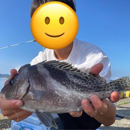 コショウダイ