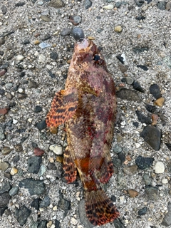 カサゴの釣果