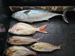 ヒラソウダの釣果